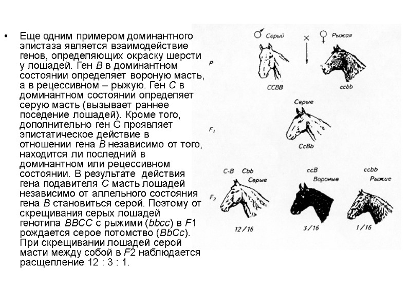 Еще одним примером доминантного эпистаза является взаимодействие генов, определяющих окраску шерсти у лошадей. Ген